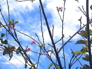 寒緋桜　＆　天使雲